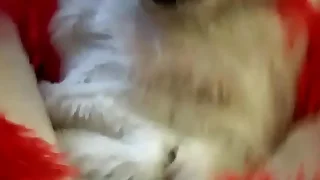 7868 gay porn videos